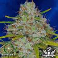 Dynasty Genetics Seeds Pineapple Fields